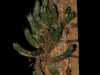 Tillandsia pedicellata