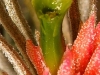 Tillandsia plumosa (forme à pédoncule court) fleur
