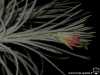 Tillandsia plumosa (forme à long pédoncule) inflorescence