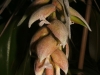 Tillandsia pohliana spécimen #1 inflorescence