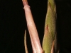 Tillandsia polystachia fleur