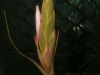 Tillandsia polystachia inflorescence