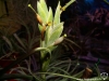 Tillandsia pseubaileyi spécimen à fleurs blanches (mauve très pâle)
