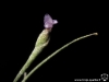Tillandsia recurvata spécimen #1 fleur