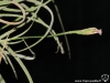 Tillandsia recurvata spécimen #1 inflorescence