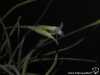 Tillandsia recurvata spécimen #2 fleur