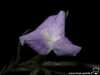 Tillandsia reichenbachii spécimen #2 fleur