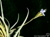Tillandsia reichenbachii spécimen #1 inflorescence