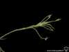 Tillandsia reichenbachii spécimen #3 inflorescence
