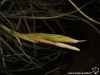 Tillandsia schiedeana x baileyi (T. 'Sesca' ?) inflorescence