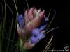 Tillandsia seideliana fleur