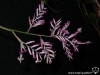 Tillandsia straminea Thick leaf form inflorescence
