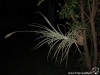 Tillandsia straminea Soft leaf form, Bush form ou Stem form