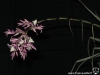 Tillandsia straminea Soft leaf form, Bush form ou Stem form inflorescence