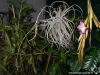 tillandsia straminea spécimen #3 (vendu en tant que T. straminea en Europe mais ne semble pas en être)