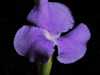 Tillandsia streptocarpa spécimen #1 fleur