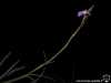 Tillandsia streptocarpa spécimen #2 inflorescence