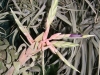 Tillandsia streptophylla inflorescence