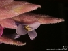 Tillandsia tectorum Ecuador form fleur