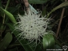 Tillandsia tectorum (peut-être le cultivar 'Enano', de petite taille et formant énormément des rejets)