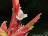 Tillandsia tectorum 'Stem' aussi appelé Caulescent form fleur