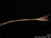 Tillandsia tectorum 'Stem' aussi appelé Caulescent form inflorescence