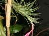 Tillandsia tenuifolia var. saxicola