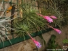 Tillandsia tenuifolia spécimen #1