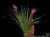 Tillandsia tenuifolia spécimen #4
