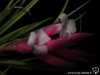 Tillandsia tenuifolia spécimen #4 fleur