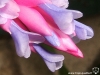 Tillandsia tenuifolia spécimen #1 fleur