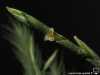Tillandsia tricholepis spécimen #2 fleur