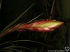 Tillandsia tricolor spécimen #1 inflorescence