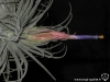 Tillandsia velickiana spécimen #2 inflorescence