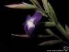 Tillandsia x (selon les spécialistes consultés : straminea x caerulea ; straminea x arhiza qui est selon moi l'hypothèse la plus probable ; caerulea x arhiza ou streptocarpa x straminea) fleur
