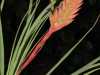 Tillandsia barclayana inflorescence