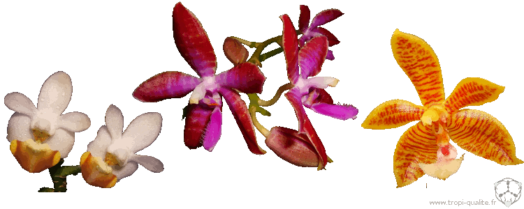 orchidées mousse herbe d'eau orchidées phhalaenopsis Eillybird Substrat de mousse aquatique pour orchidées orchidées papillons 6 l 
