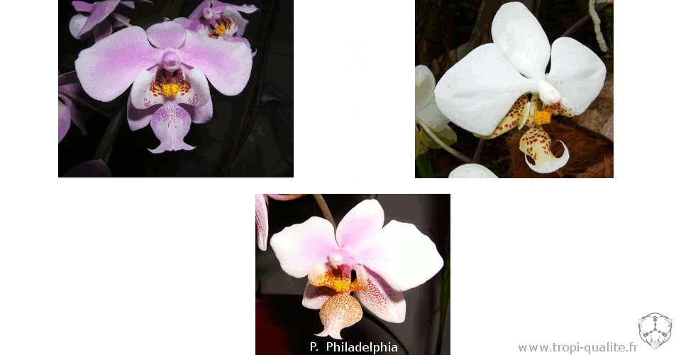 Arbre généalogique de Phalaenopsis Philadelphia