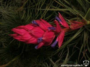 Floraison Tillandsia stricta 'Black' fleur 11/2012 (cliquez pour agrandir)