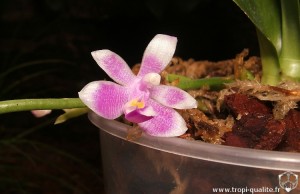 Floraison Phalaenopsis modesta fleur (cliquez pour agrandir)