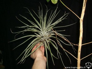 Tillandsia fasciculata spécimen #1 2010 (cliquez pour agrandir)