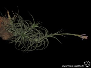 Floraison Tillandsia bergeri spécimen #4 (probablement un hybride, cliquez pour agrandir)