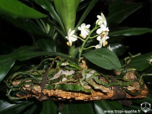 Phalaenopsis lobbii (cliquez pour agrandir)