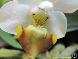 Phalaenopsis lobbii labelle (cliquez pour agrandir)