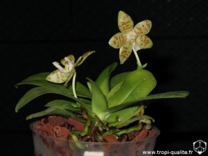 Phalaenopsis pallens (cliquez pour agrandir)
