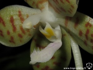 Phalaenopsis pallens labelle (cliquez pour agrandir)