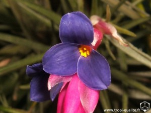 Floraison Tillandsia aeranthos fleur (cliquez pour agrandir)