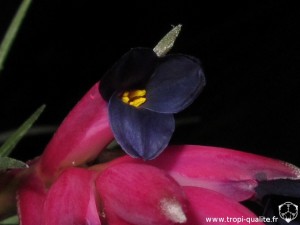 Floraison Tillandsia aeranthos dark form fleur (cliquez pour agrandir)