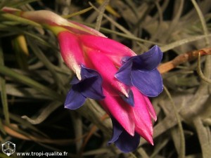 Floraison Tillandsia aeranthos inflorescence (cliquez pour agrandir)
