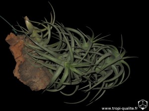 Tillandsia bergeri spécimen #4 (probablement un hybride, cliquez pour agrandir)